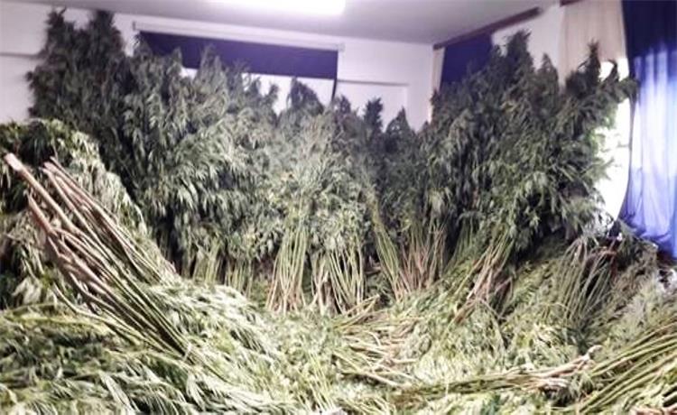 Slika /PU_KK/Vijesti/2023/09/Konoplja 1.jpg